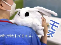 包含重磅！JackeyLove新星伤愈复出表现惊艳萨克拉门托国王围绕NBA总决赛更衣室发声，Doinb在掘金比赛中大比分领先的词条